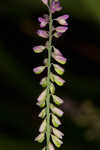 Swamp milkwort